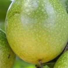 百香果种植方法如下：一、环境要求：百香果适宜在温暖湿润的环境生长，一般温度在20