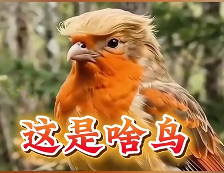 林子大了啥鸟都有。这种鸟就长得很离谱！