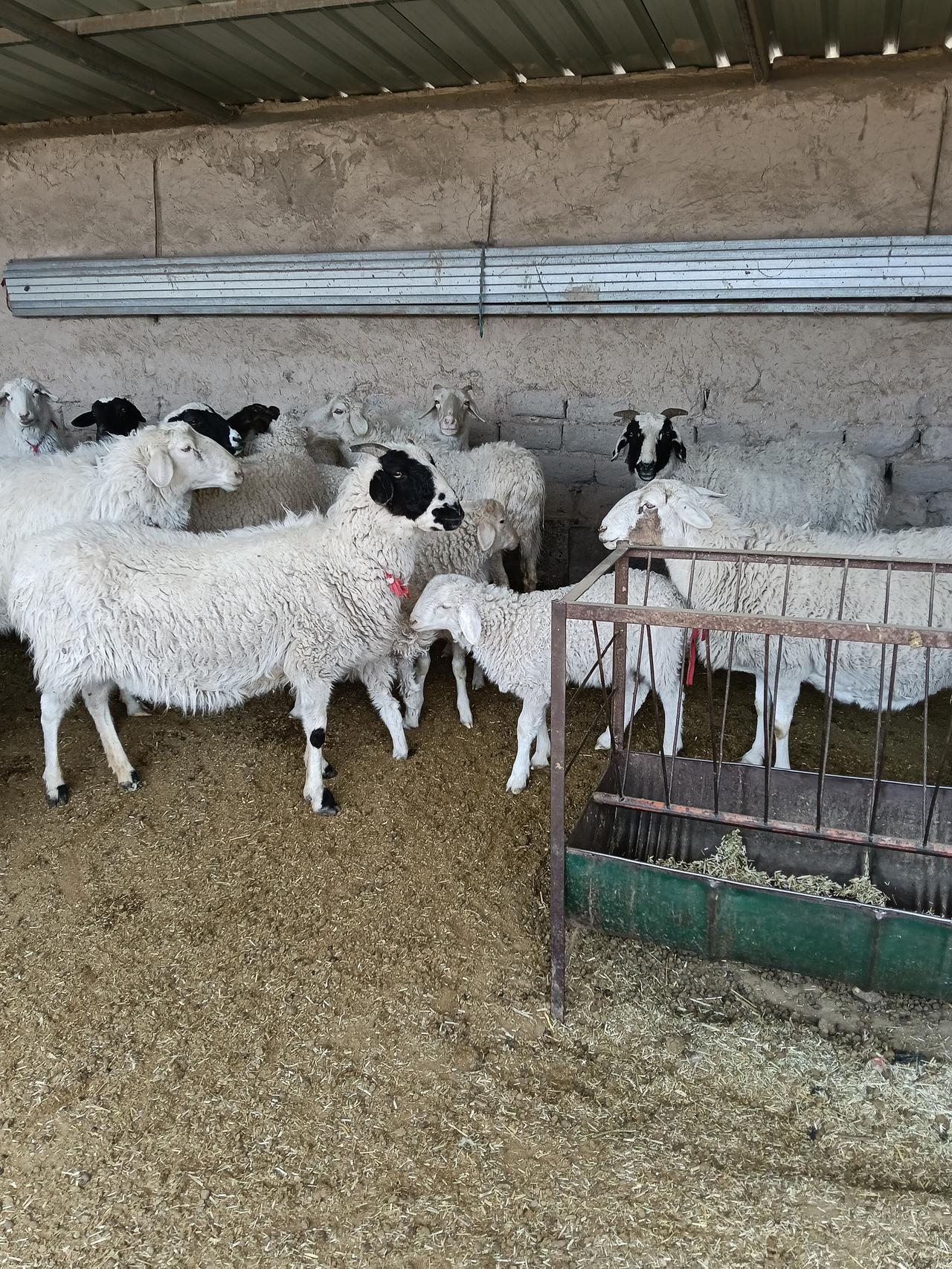 养羊观察真不是件容易事儿，就从羊粪就能看出不少问题。羊粪不成形，像牛粪那样一坨坨