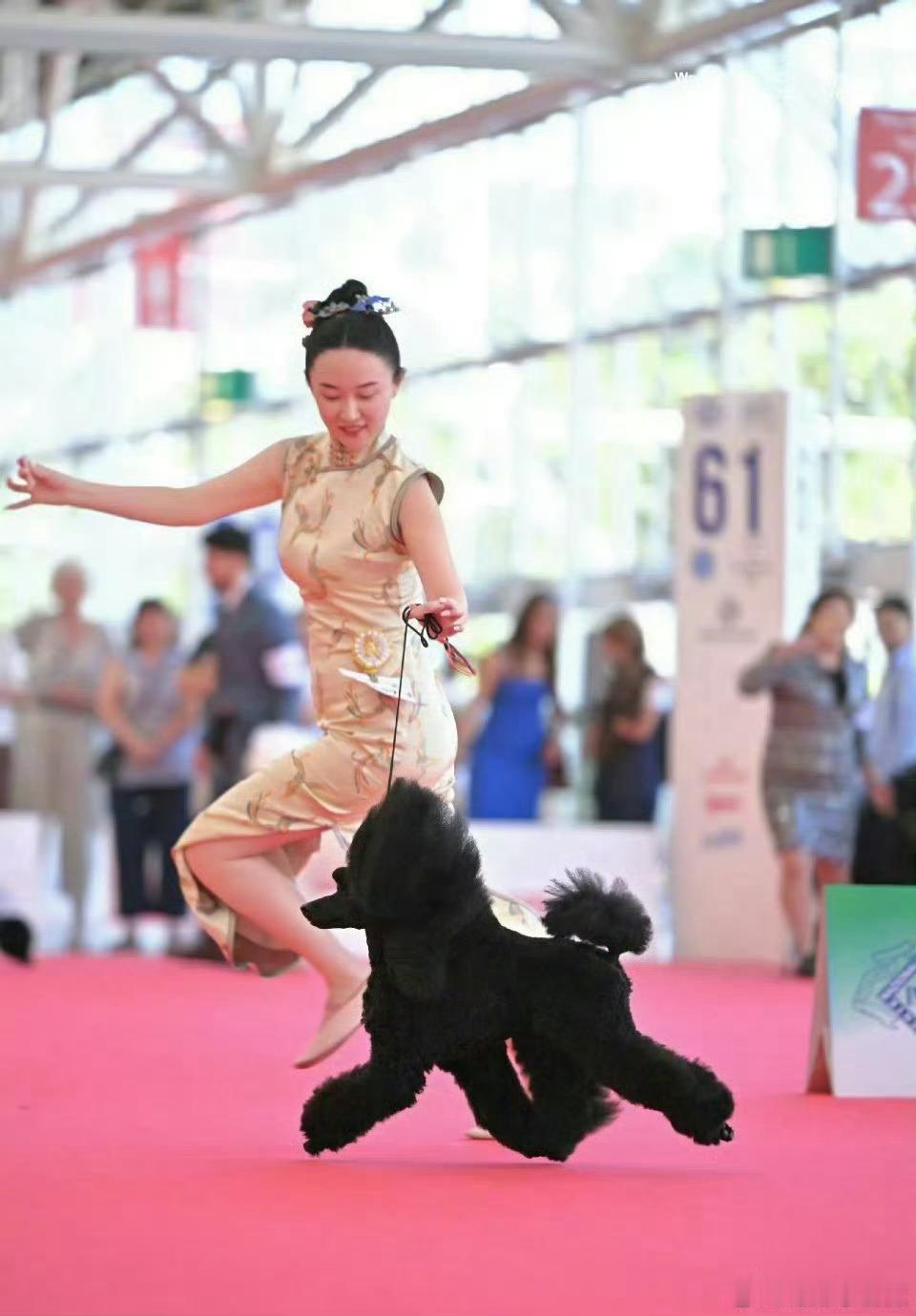 霍思燕真的养什么都争气！继爱犬拿下国际赛事冠军，家中鹦鹉也顺利斩获展演桂冠霍思燕