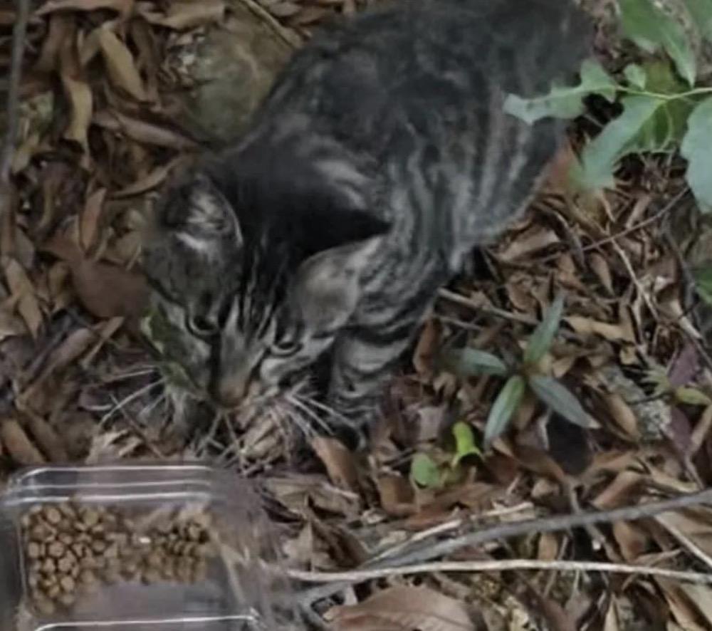 我发现有些所谓放生的人，他们真的有点魔怔了！之前放生矿泉水也就算了，现在竟然在水