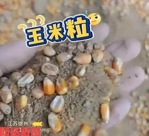 江苏徐州有男子下乡收玉米。此刻男子挨家挨户收取玉米时，想到种地的不容易，有时