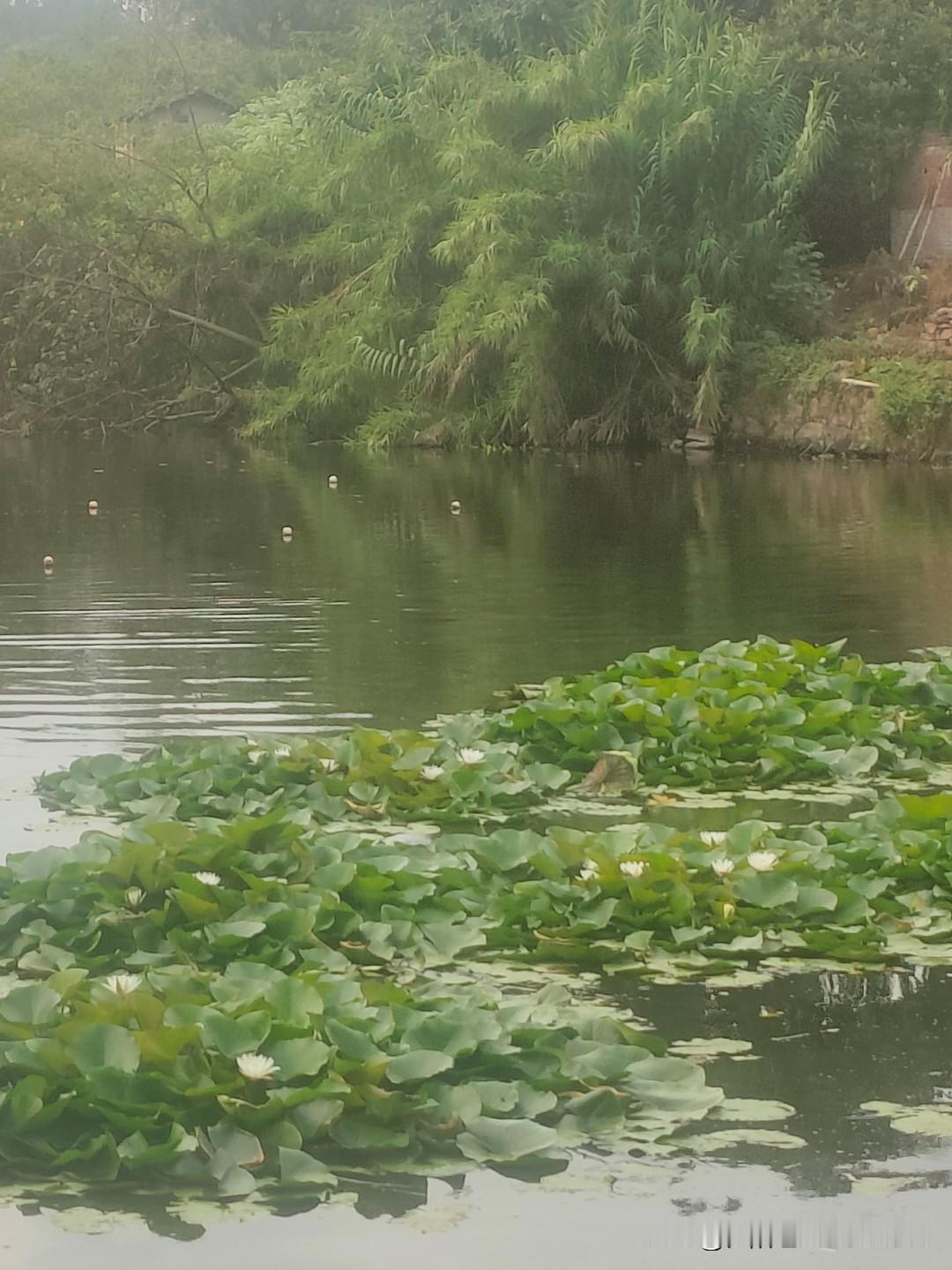 种植业，人人都会种，但就是不愿意去农村种，农村人说种地不值钱，但承包地的经营权又
