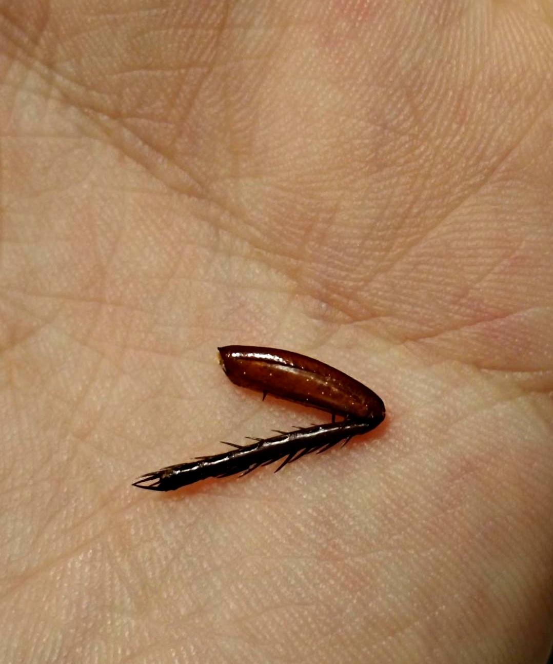 大半夜一拖鞋拍死只蟑螂，懒得捡就去睡了，结果第二天早上起来一看，原地居然只剩下一