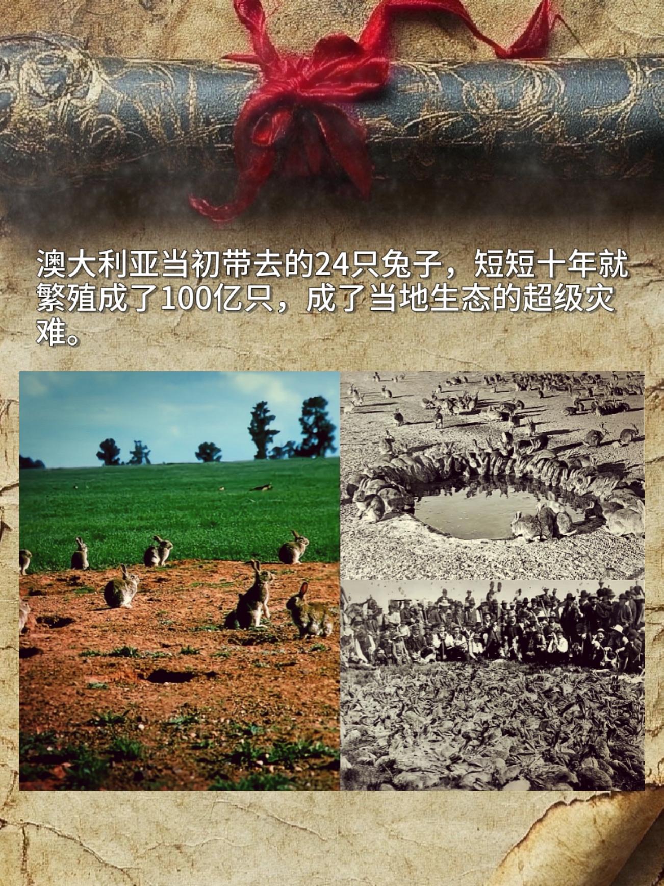澳大利亚当初带去的24只兔子，短短十年就繁殖成了100亿只，成了当地生...