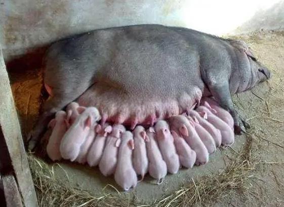 你有没有想过一个问题，猪浑身都是宝，从猪头肉到猪蹄子，从猪血到猪内脏，几乎没有人