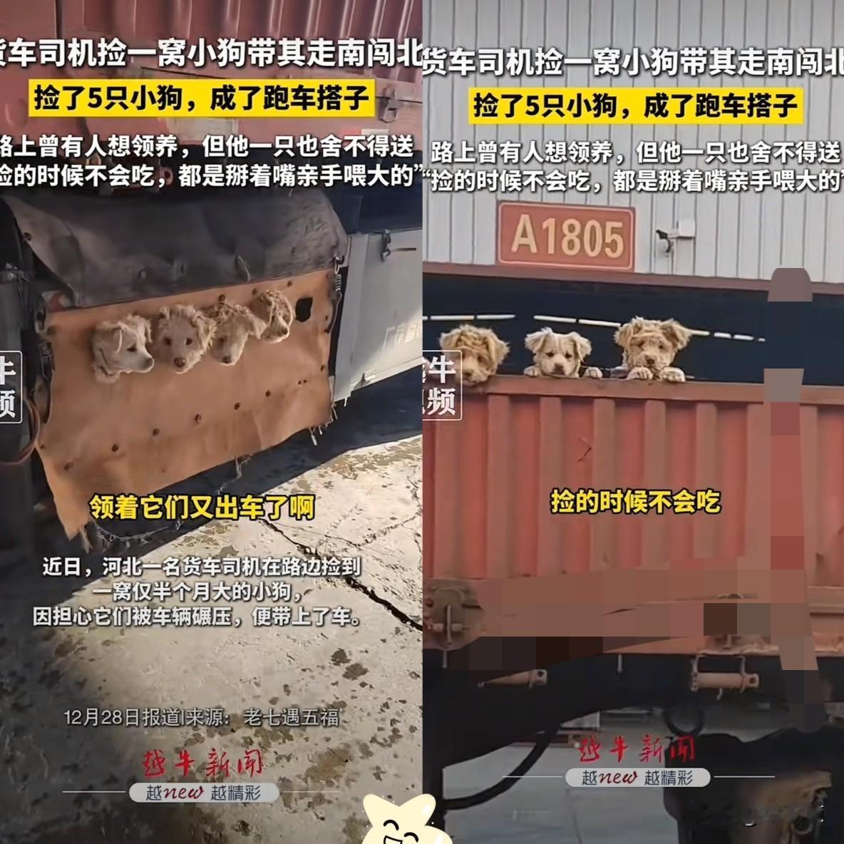 山东烟台一位货车司机在路边捡到了一窝小狗，当时几只小狗仅有半个月大，怕小家伙们窜