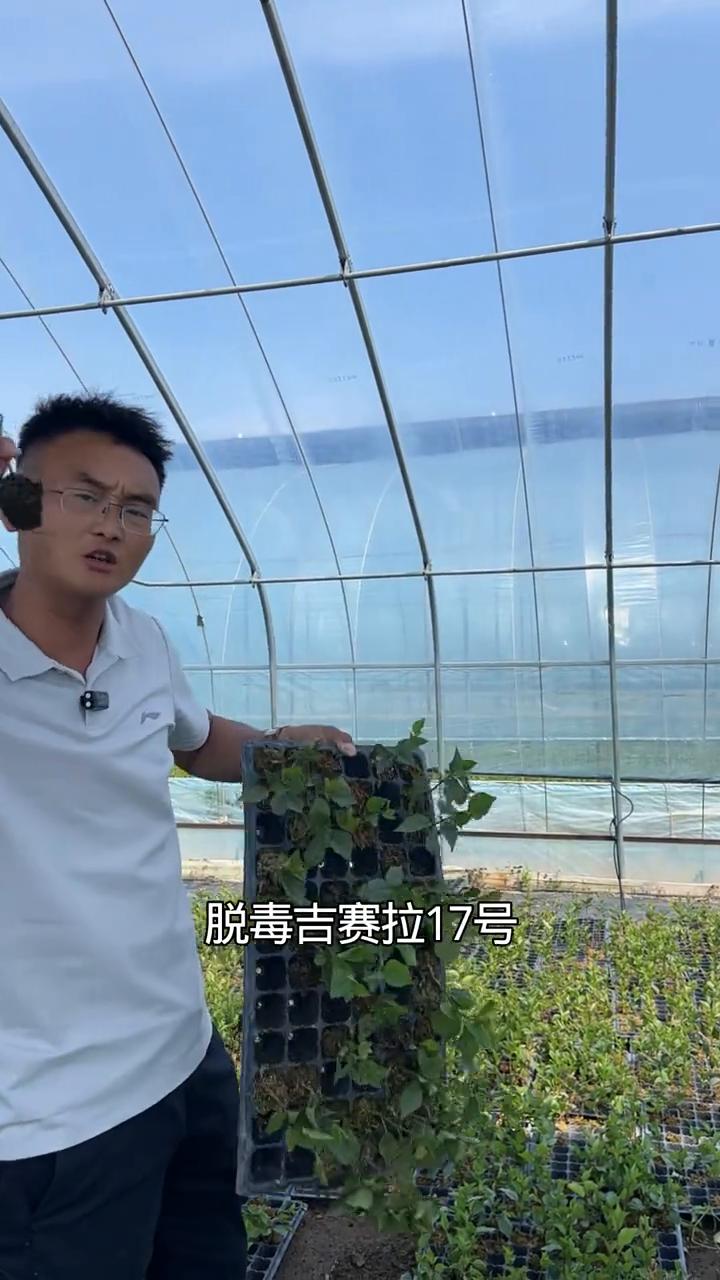 吉6砧木对比吉17砧木苗。种植大樱桃苗为什么重茬地尽量选择组培脱毒吉赛拉17号