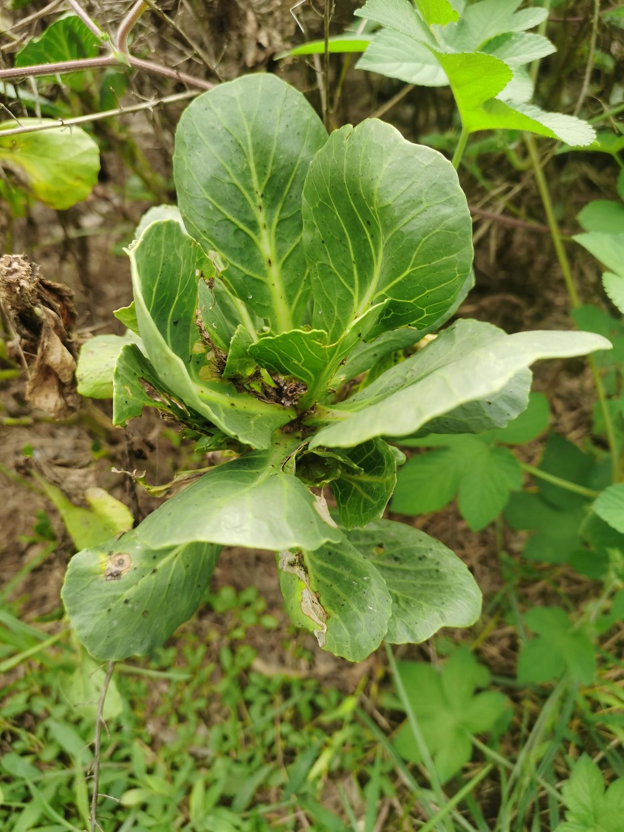 去公园里发现的，怎么那么像上海青？这不会是小青菜和那种植物嫁接的吧，下面明明是灌
