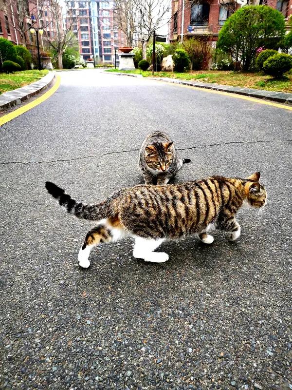 怒炸热搜！韩国疑似发生性侵猫咪事件，网友怒喊死刑，法律却最多判3年？家人们