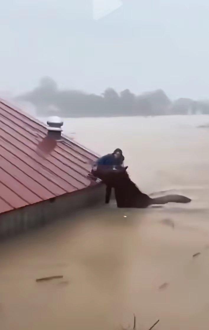 大洪水淹没了家，聪明的马救主人来了