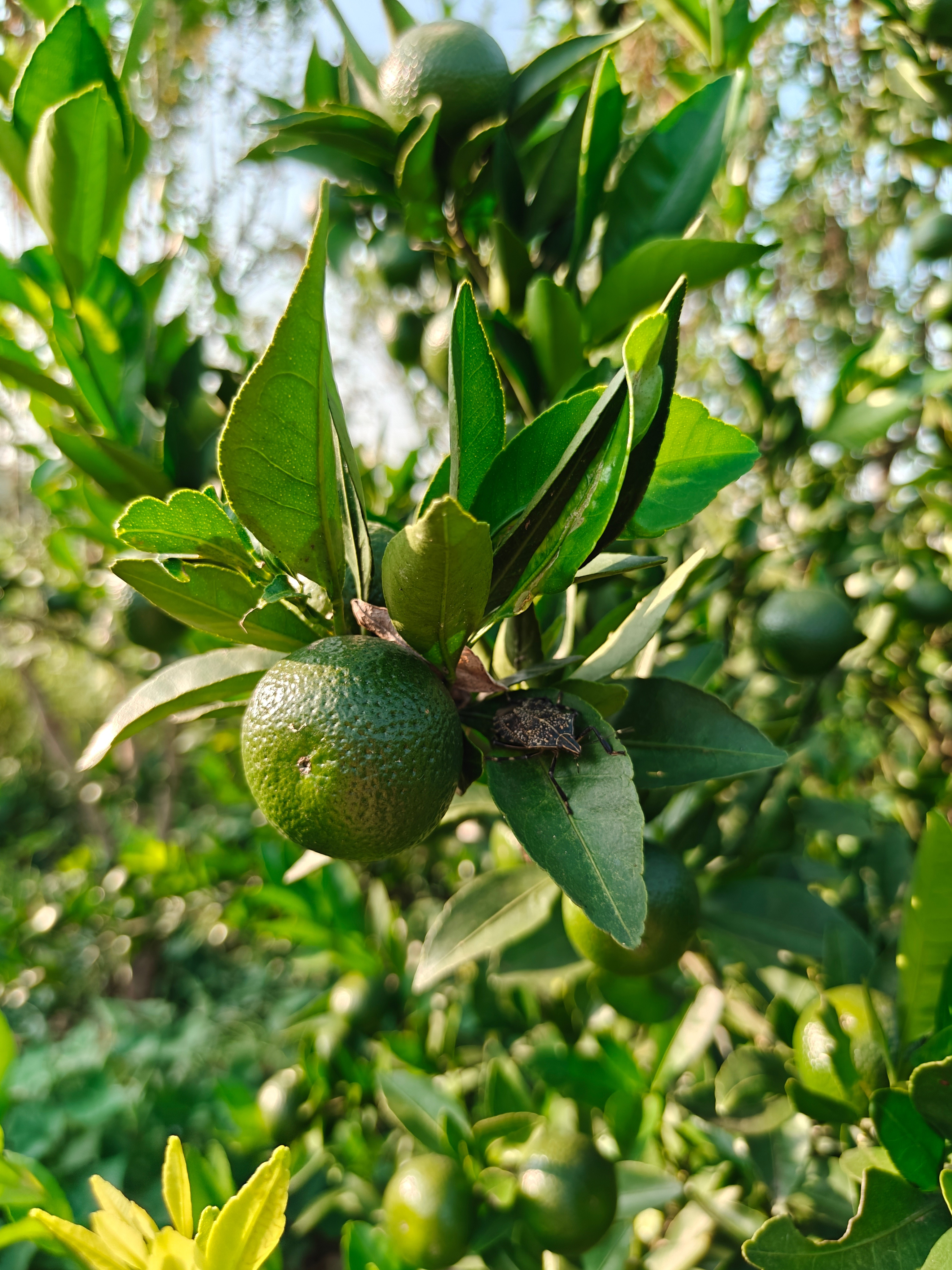 柿子，桃树，葡萄树，沙糖桔，橘子，橙子，甘蔗，还有各种各样的蔬菜辣椒。田里站一下