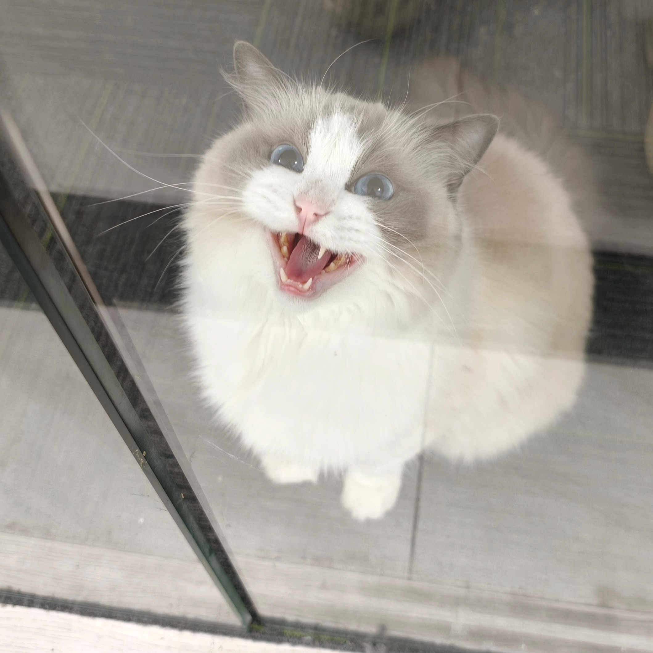 隔壁办公室的小布偶早上接上班，晚上接下班🐱​​​