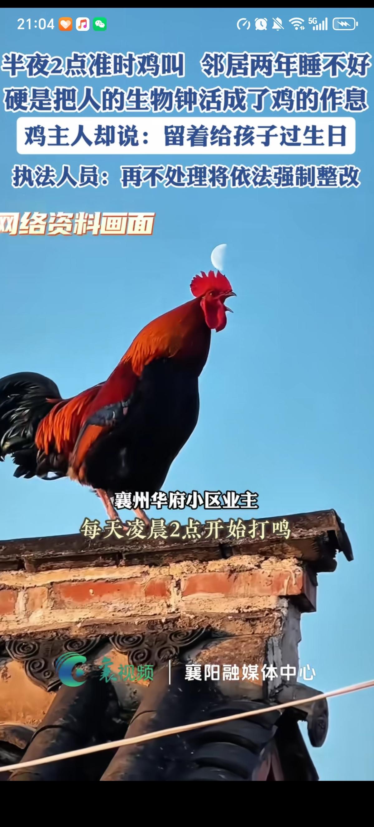 湖北襄阳一小区业主因为自家养的大公鸡成了小区居民最讨厌的人，他的邻居们反映：“每
