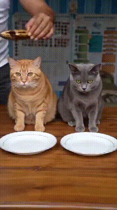 谁说橘猫只爱吃不动脑？这只橘猫的心机，简直成精了！主人贴心给家里的橘猫、狸