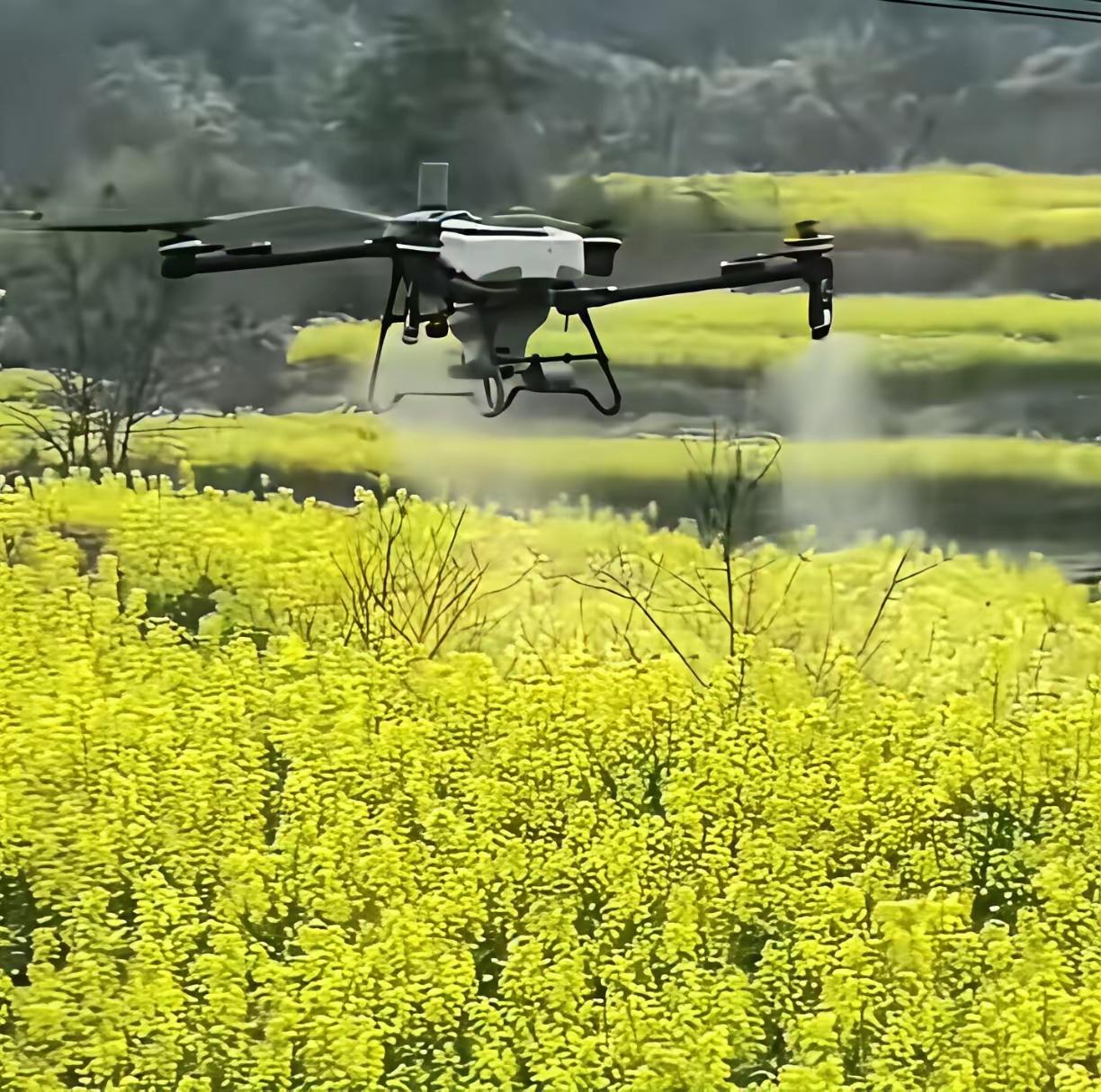 这事做的真绝，见花就打农药，花盛开的时候再打农药？​给油菜花打农药，毒死的不仅