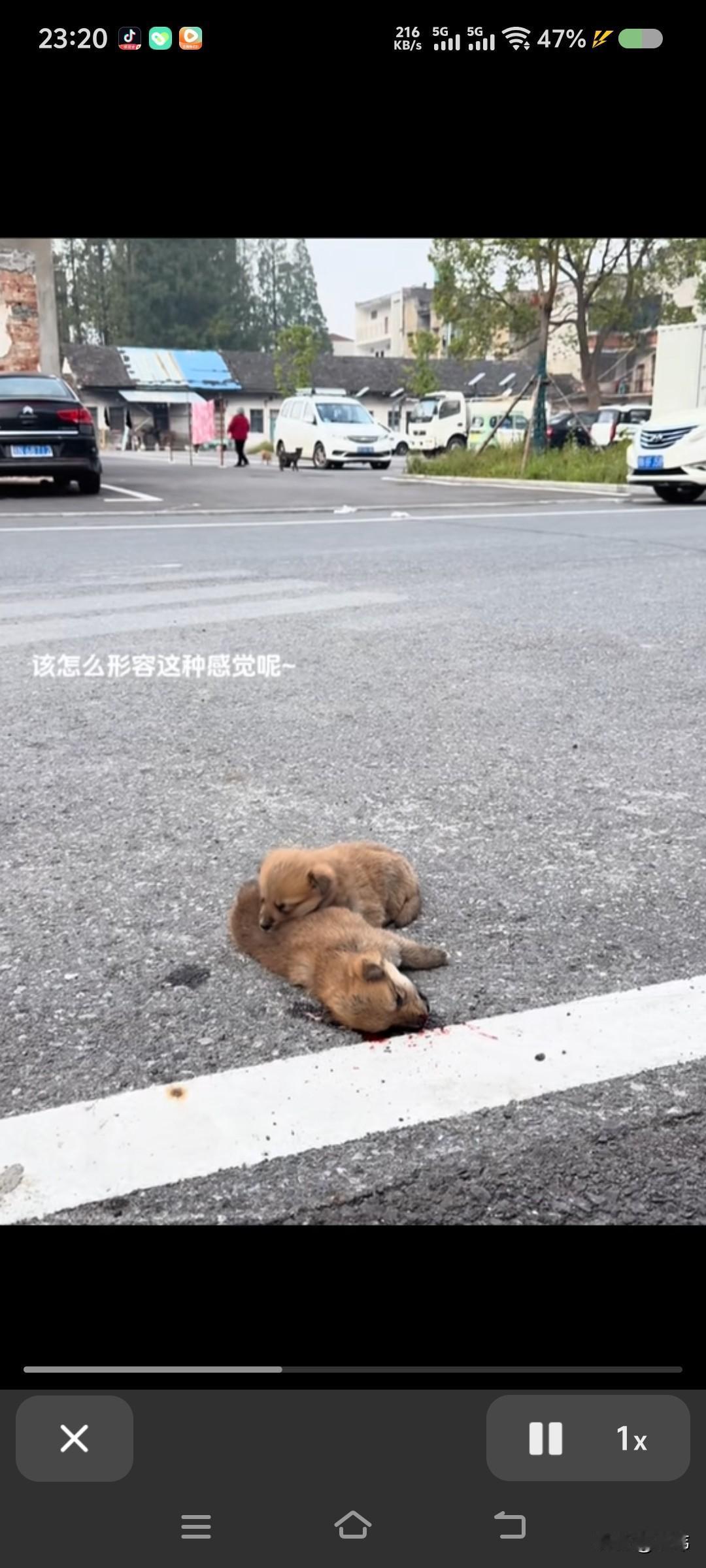 太可怜了,这天一位小哥哥开车去上班,结果开到一条人烟稀少的马路上的时候,看到极其