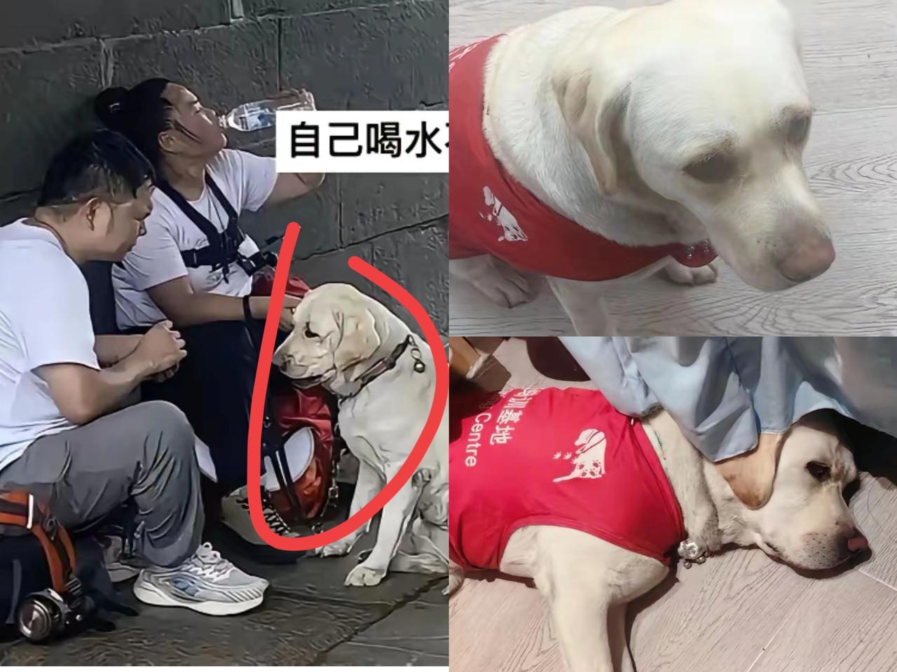 导盲犬“芬迪”被训导员姐姐接走这事儿看着简单其实老不容易了！王女士一开始压