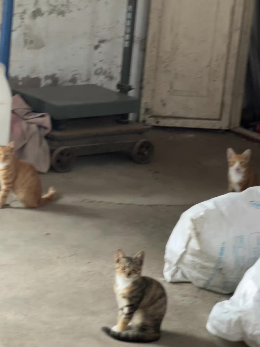 不要不开心 小猫来治愈你啦❤️‍🩹
