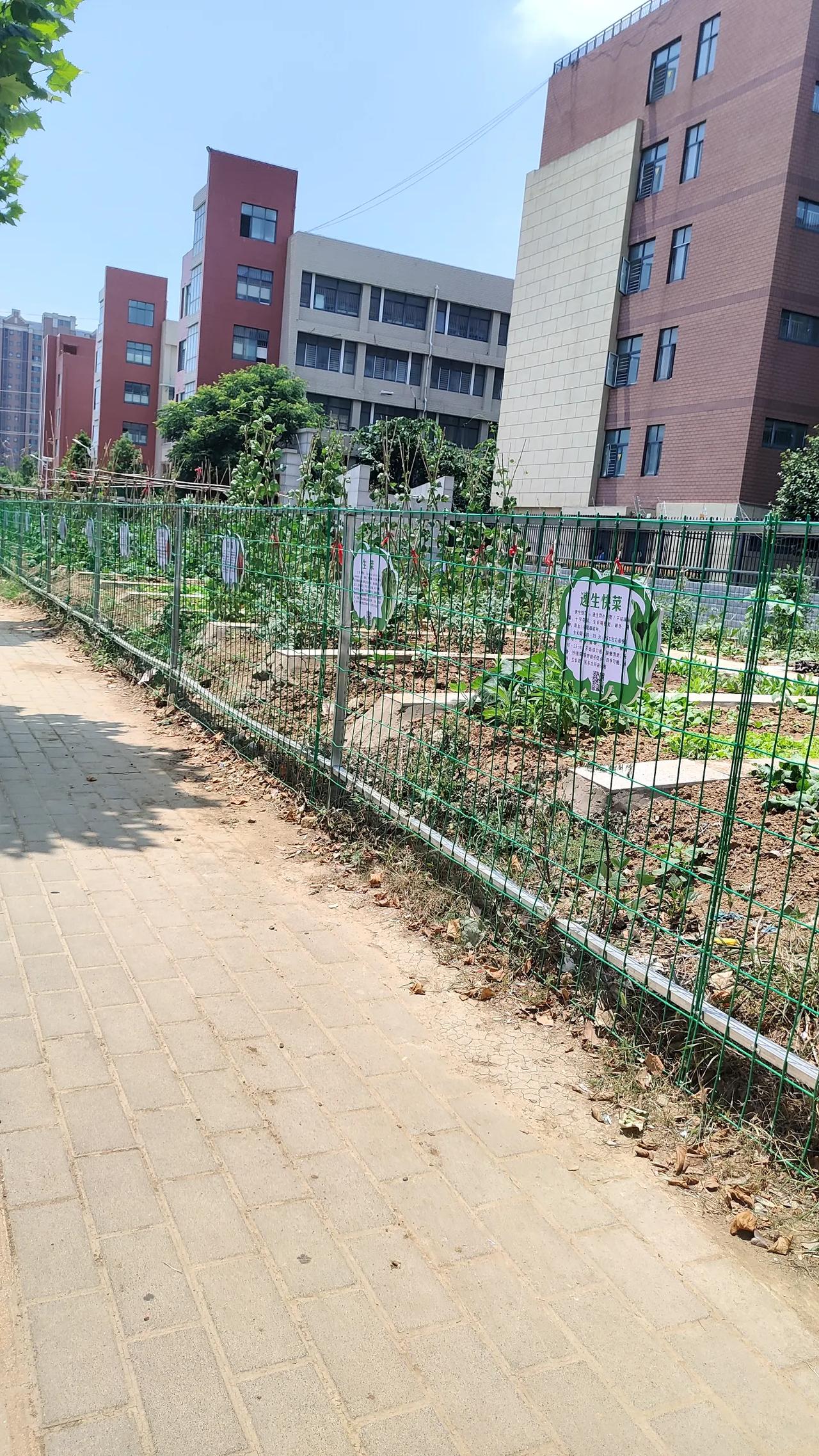 今天从学校旁边过偶然发现院墙外这片地给圈起来了——种上了玉米、豆角、辣椒🌶️