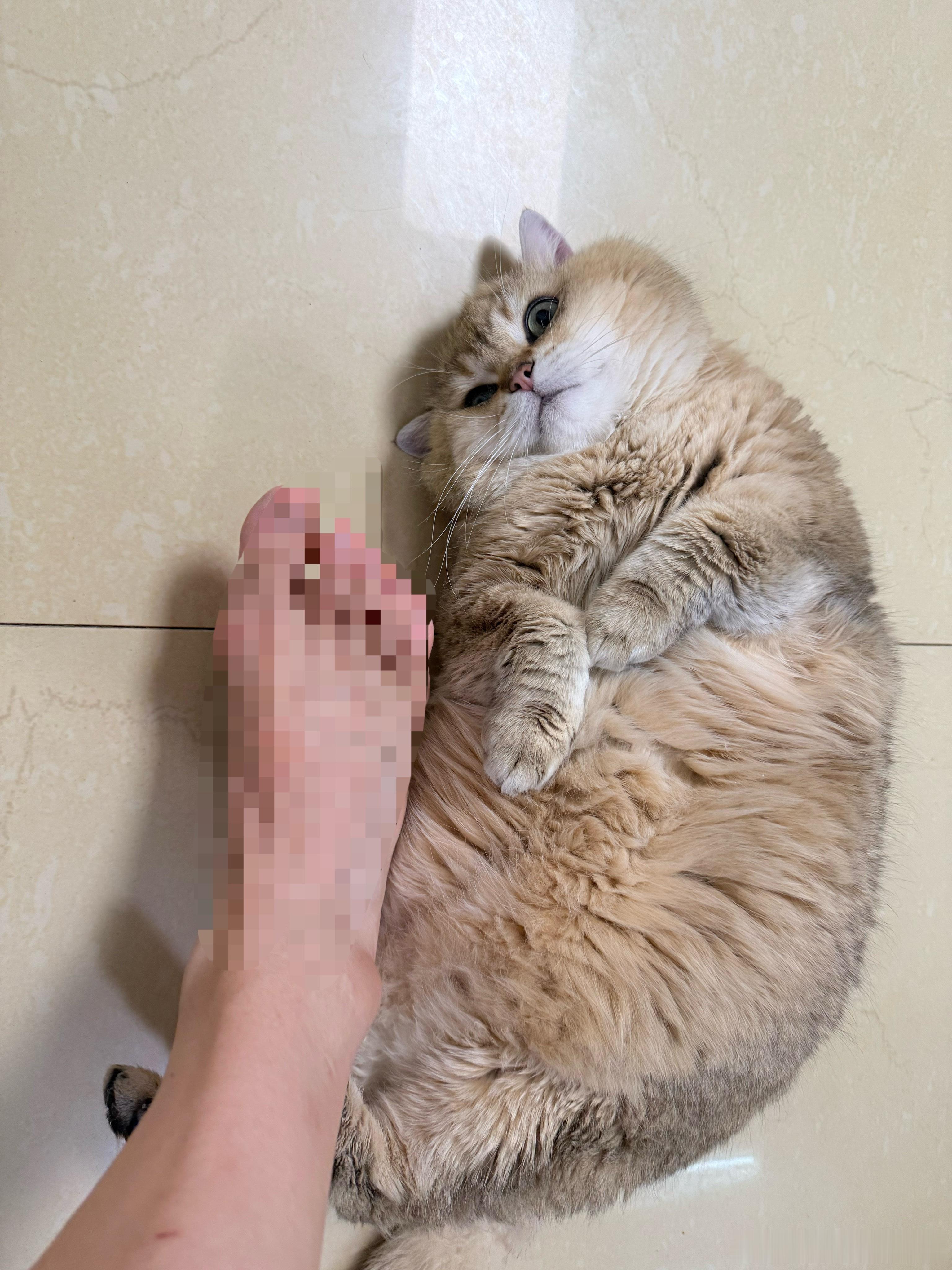 43码的脚与鸡腿猫对比！萌宠猫咪