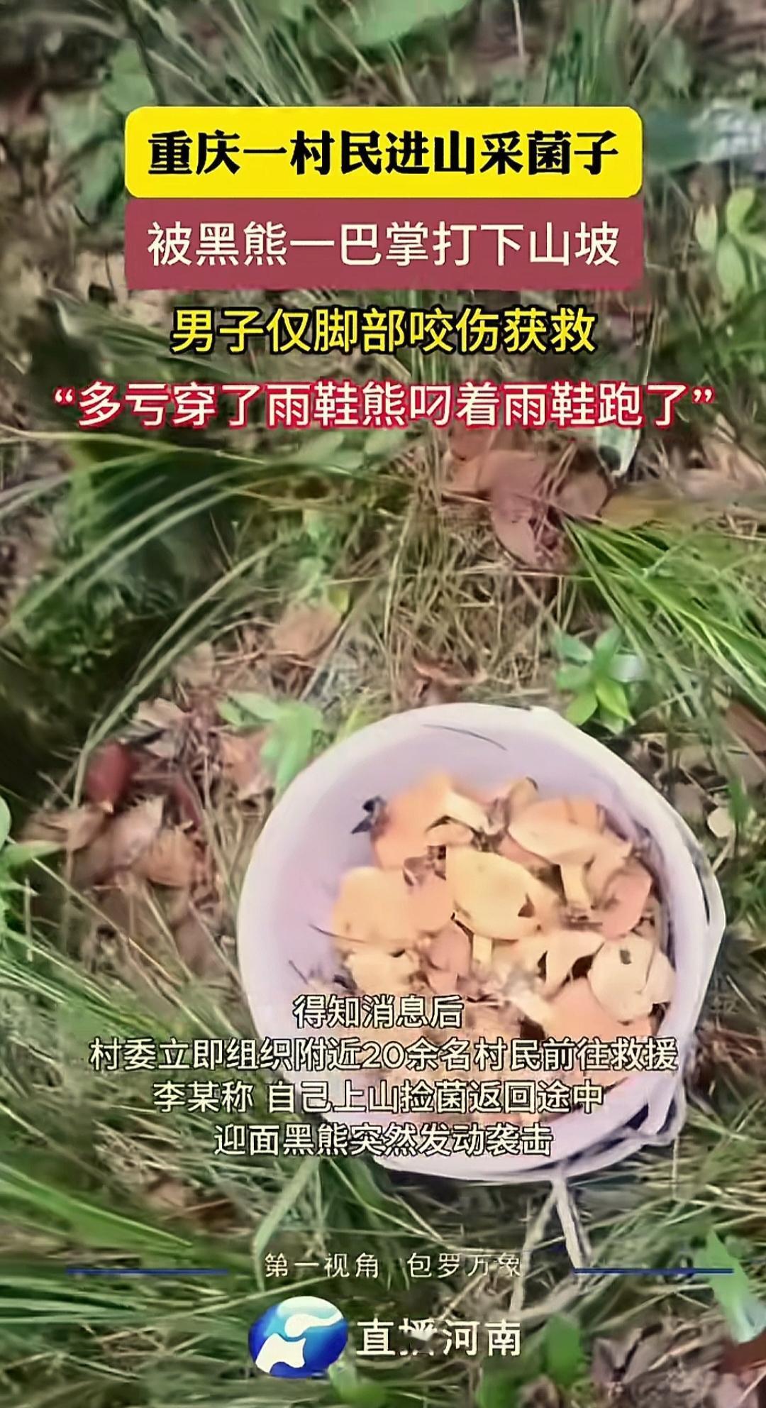 重庆某村一户人家接到家人的电话，说他在山上采菌子被黑熊袭击了，现在不能动弹，让家