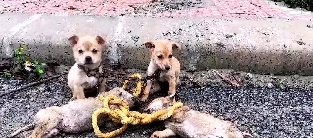 流浪狗妈妈被人打死了，小奶狗还被绑在一起，有两只守在旁边嗷嗷叫。救助站的人接到