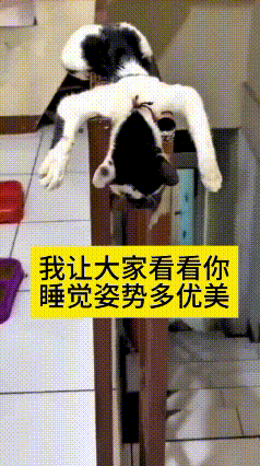 看到这个视频真是太搞笑啦！主人无意间发现自家小猫，倒挂在楼梯栏杆上呼呼大睡。这么