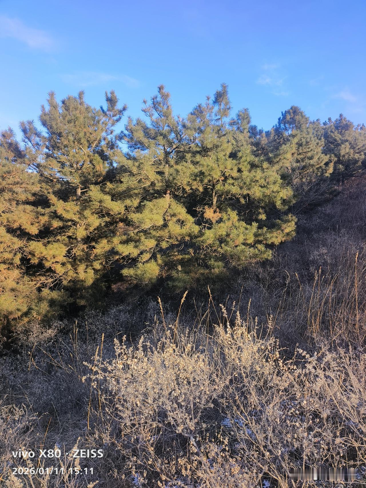 松树的青绿，荆条的枯黄，这就是北方冬天的服装，天苍苍，野茫茫，冷飕飕，暖洋洋！
