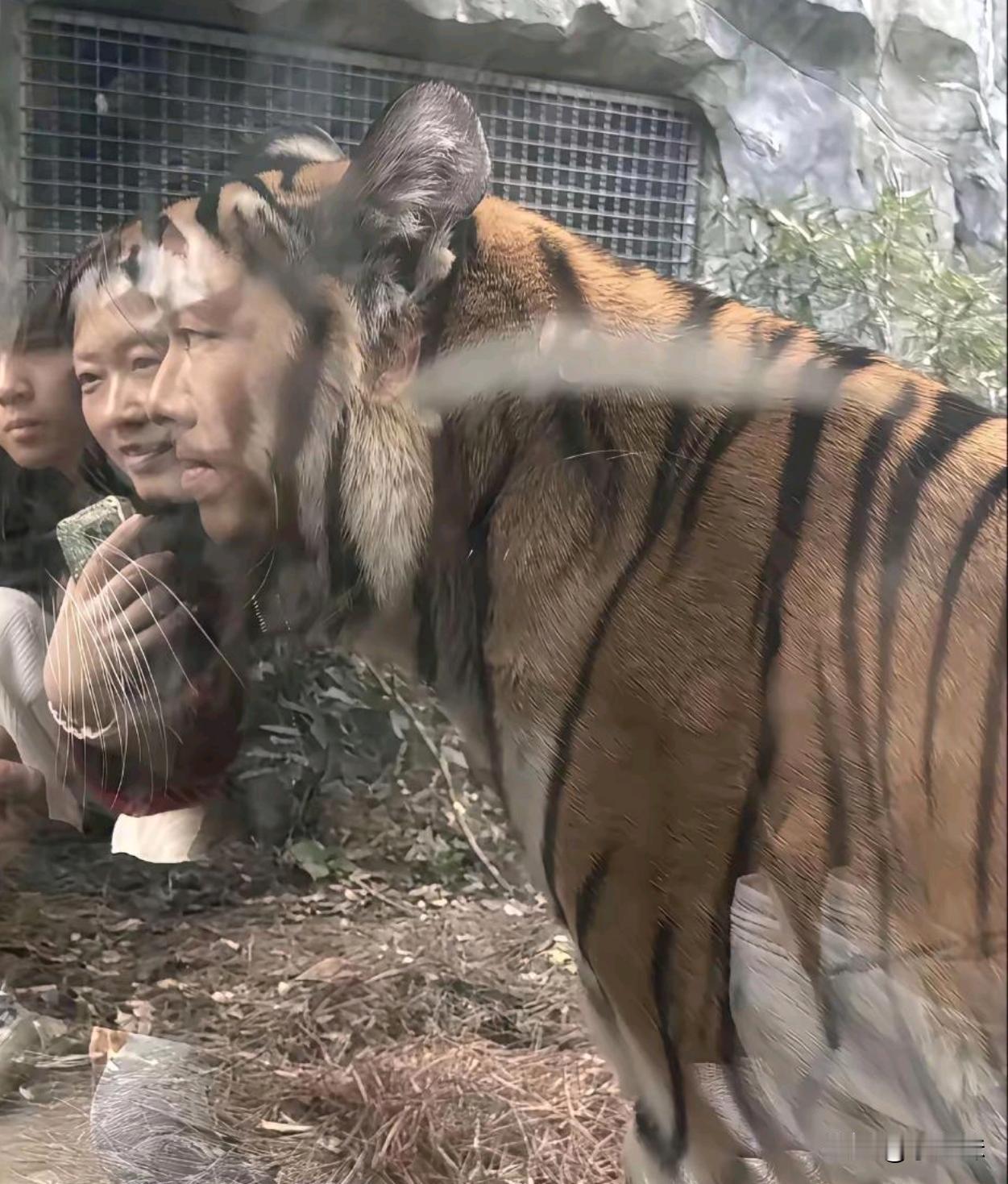本来拍个老虎怎么越看越奇怪？