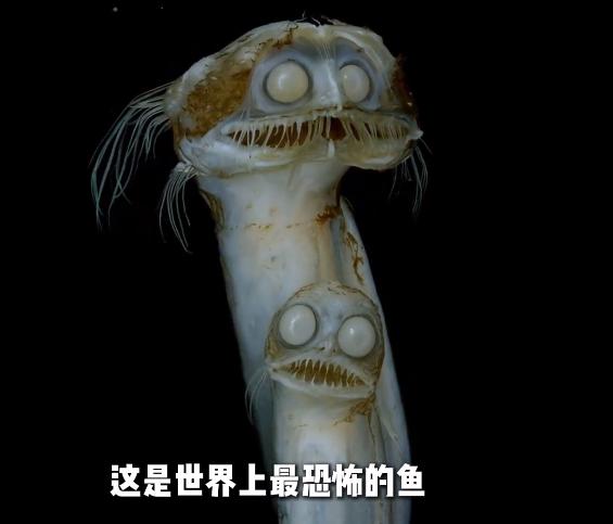 你以为地球最深处是连最顽强的微生物都活不了的绝对禁区？错了。当人类的探测器带着强