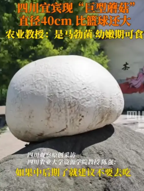 “这是新物种？”四川宜宾，一男子在户外游玩时，竟然发现了一个10多斤重的巨型蘑菇