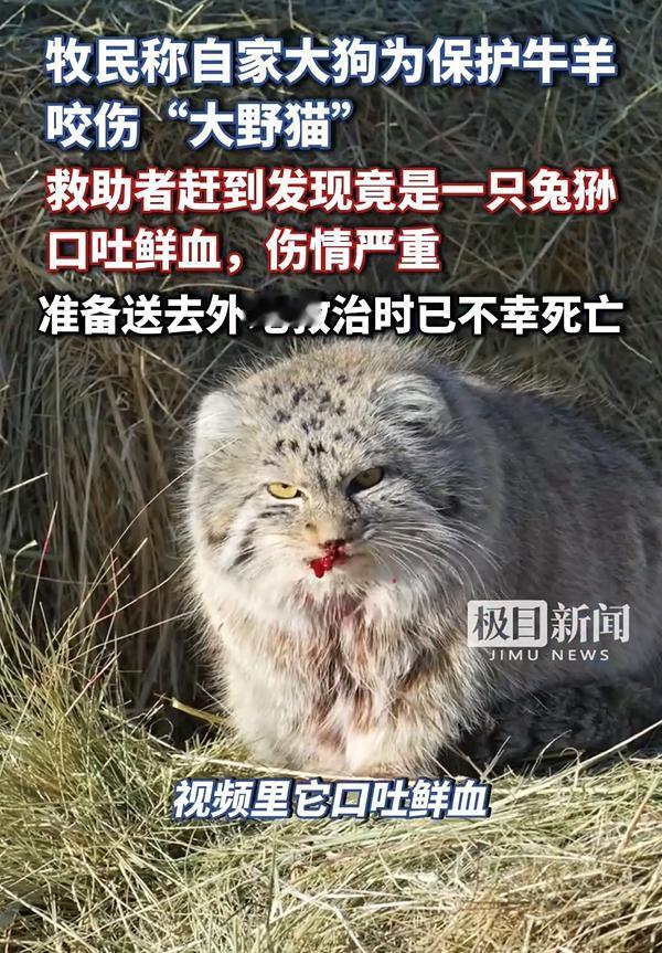 “太可怜了！”内蒙古一只大狗为保护牛羊，咬伤“大野猫”，牧主也没当回事，结果，救