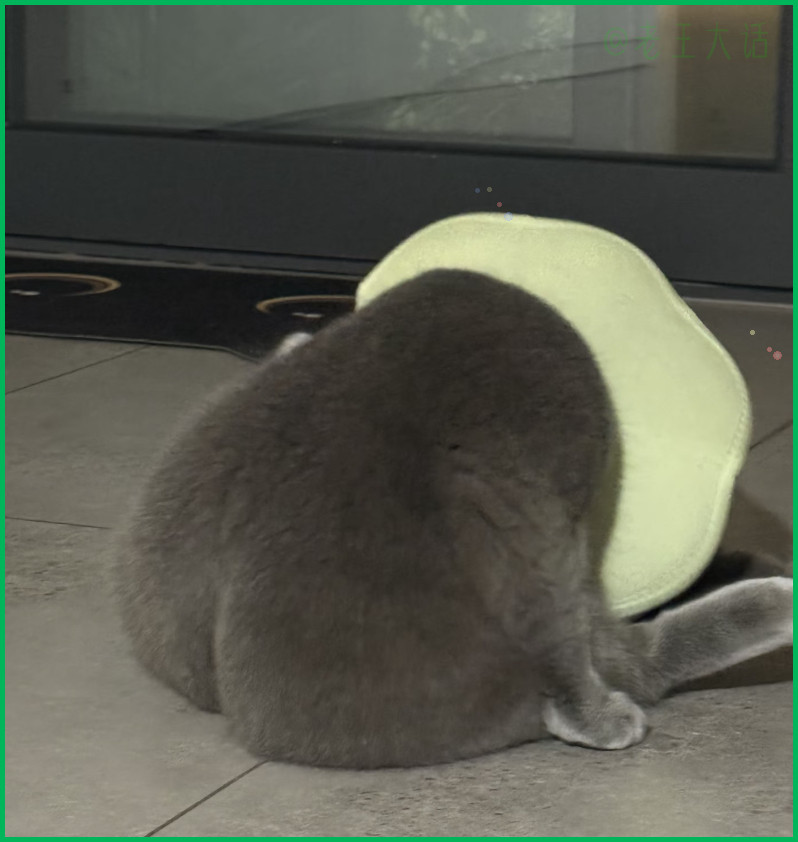 天呐好可爱的猫屁股可以让我rua一下吗