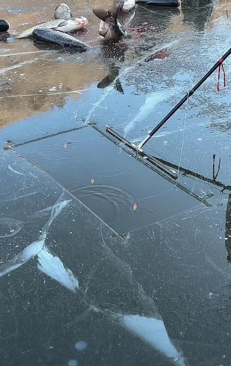 这刚一入冬，天气依旧还很暖和。“记吃不记打”的锚鱼人又下冰了。这冰层肉