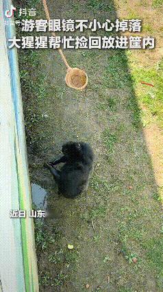 黑猩猩“东东”帮游客捡眼镜火了！山东威海，有游客在动物园低头看黑猩猩的时候，