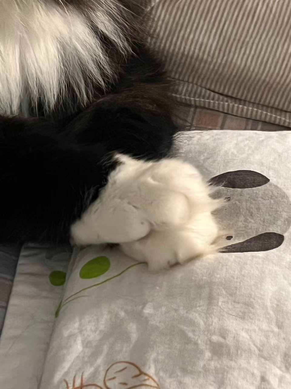 “非常爱叠手的宝宝一枚”daily奶牛猫（投稿：）