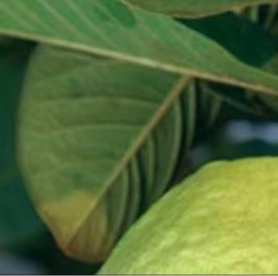 0000番石榴种植：1．选苗：选择粗壮、底子好的树苗，这样的树苗抗病能力强，挂果