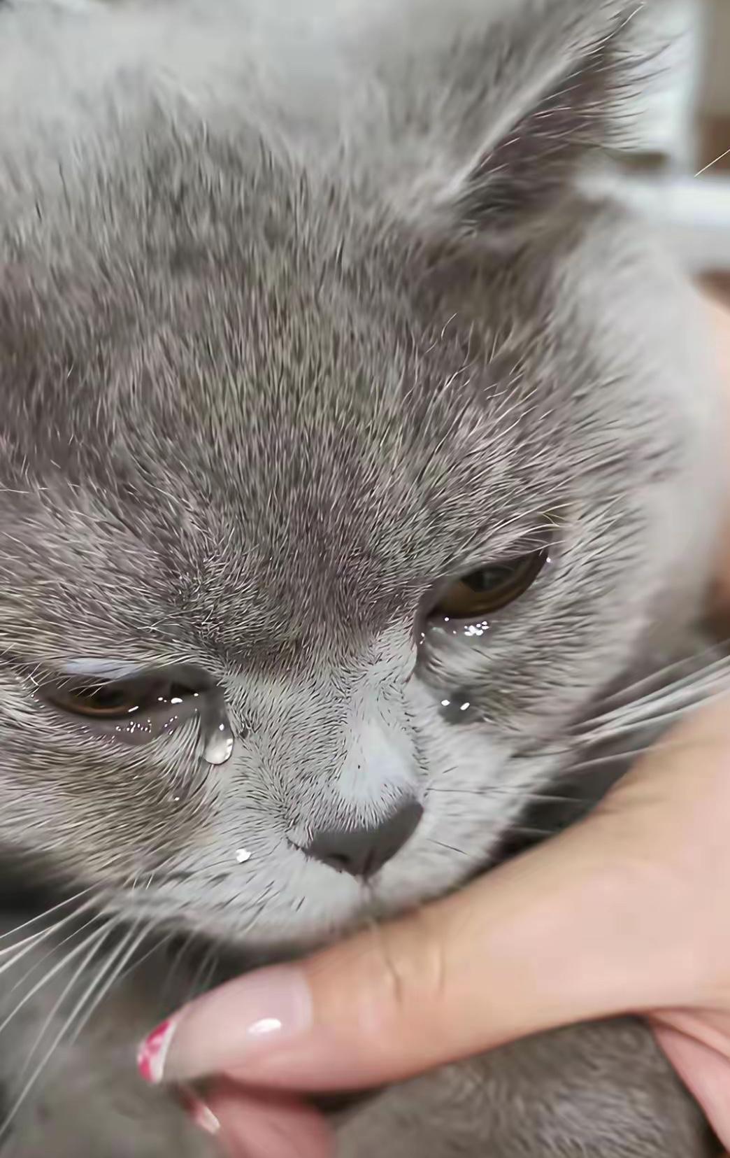 天天投喂流浪猫，今早遇见一只蓝猫，它一眼认出了我我习惯了每天清晨下楼，带点猫