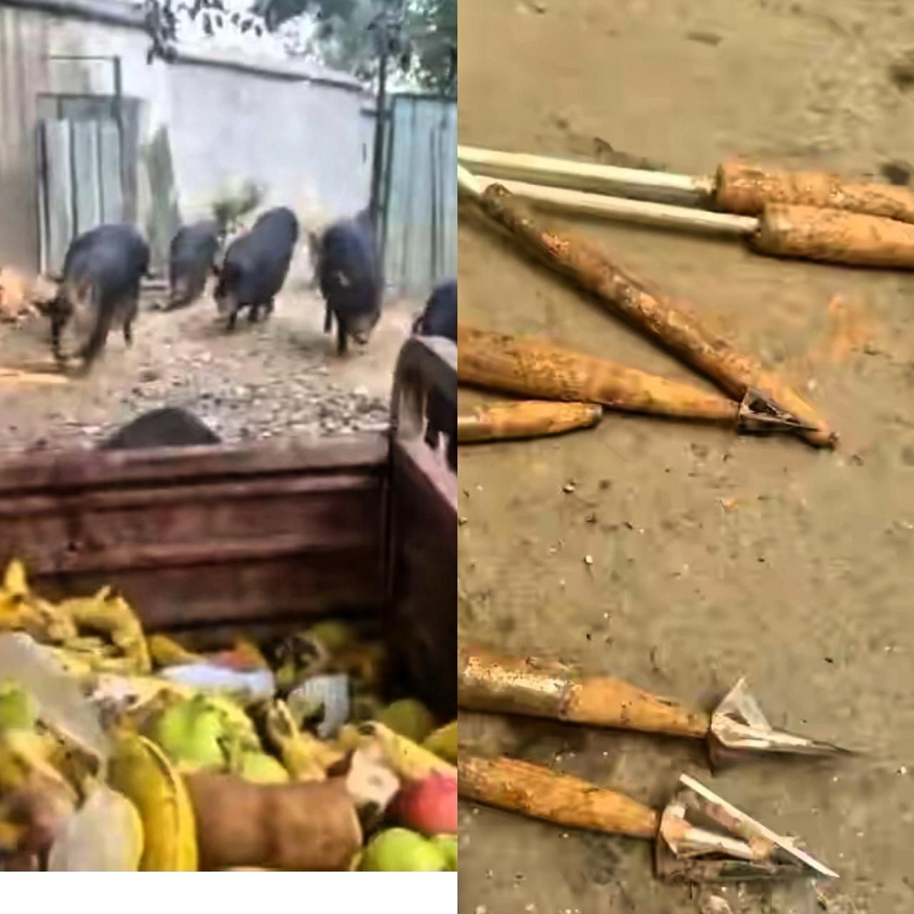湖南长沙一猪场现多支锋利箭头，怀疑是被无人机射杀猪后遗留，场主说二十多头猪已去向