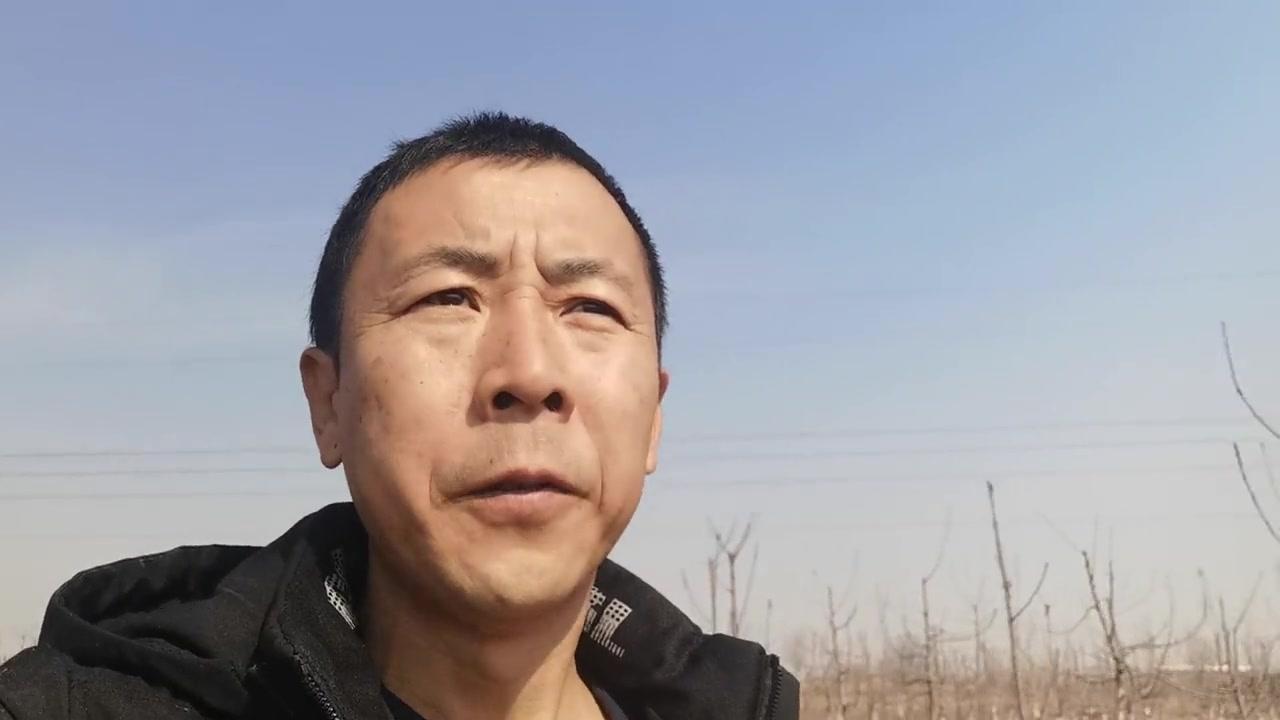 💴樱桃树株行距怎么选？3*4株行距最稳妥，新手别贪密！1️⃣合理密度：初种选