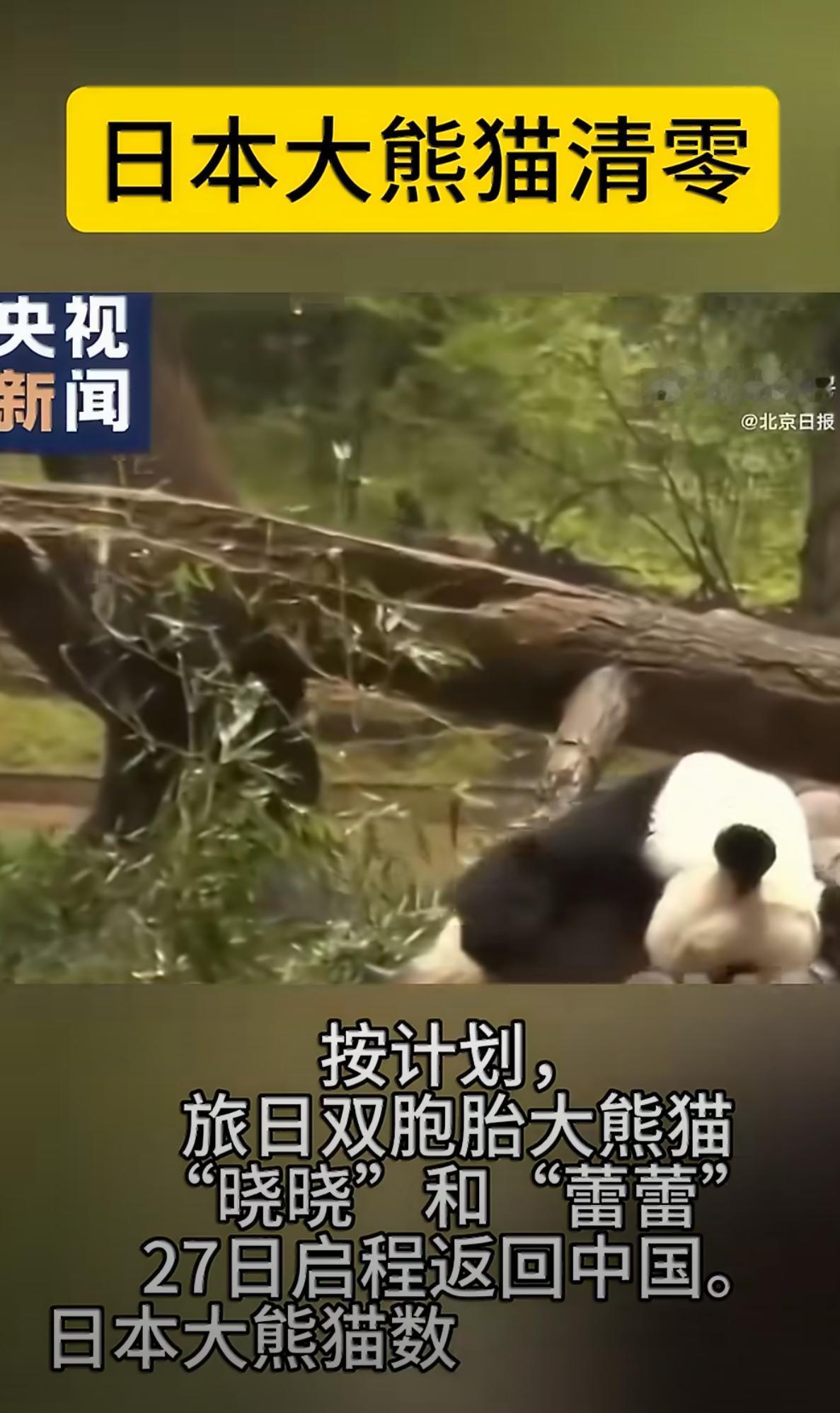 日本大熊猫清零，这事儿到底该不该"惋惜"？1月27日，日本最后两只大熊猫"晓