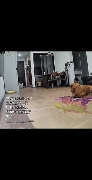 安徽，一女子感冒发烧后，躺在床上休息，没想到，一觉醒来，在监控中看到，自家狗狗被