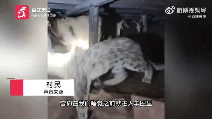 “太吓人了！”11月22日，西藏昌都，一牧民正准备睡觉，突然听到羊圈传来一阵骚动