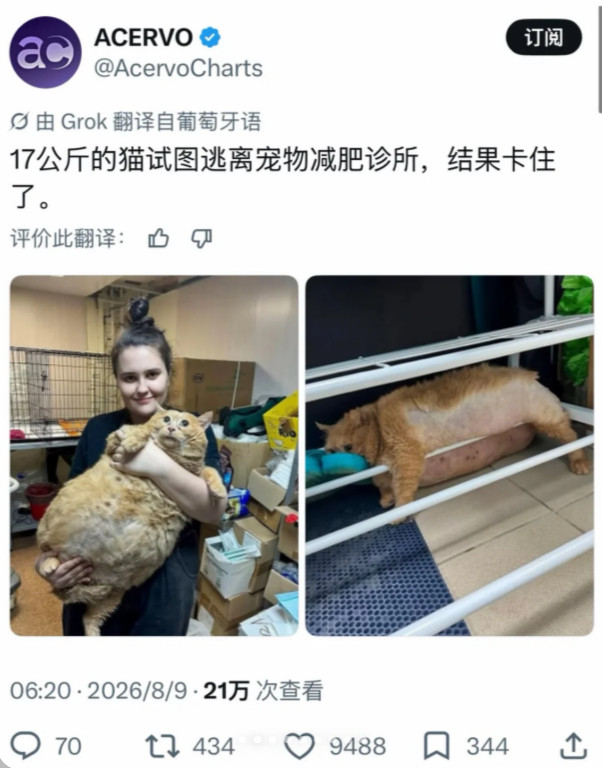 小动物新闻