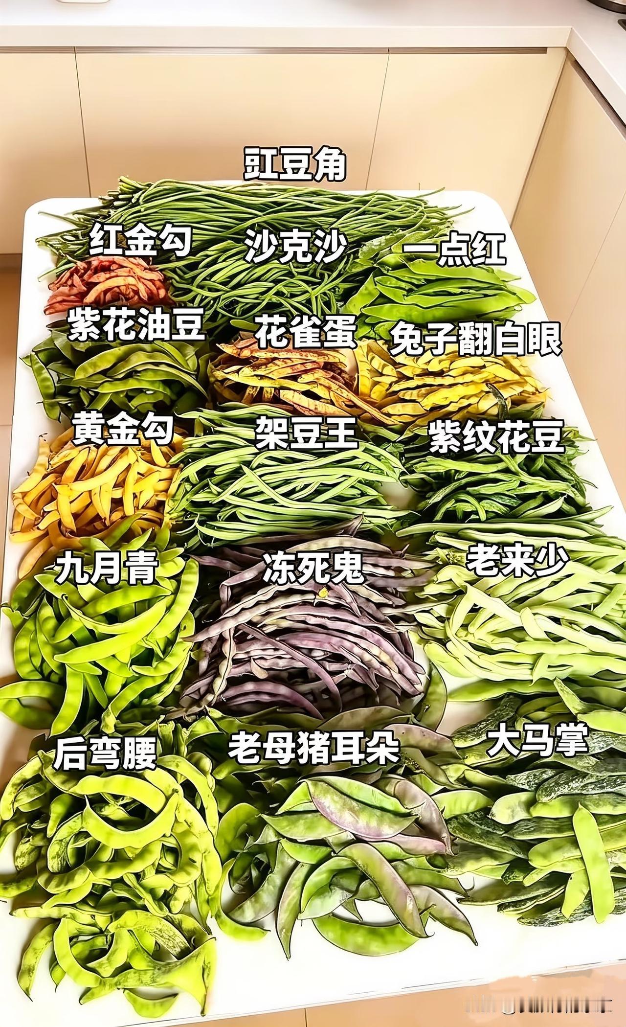 豆角竟然有这么多种，做为东北人，可我只认识3️⃣种:大马掌~这个老