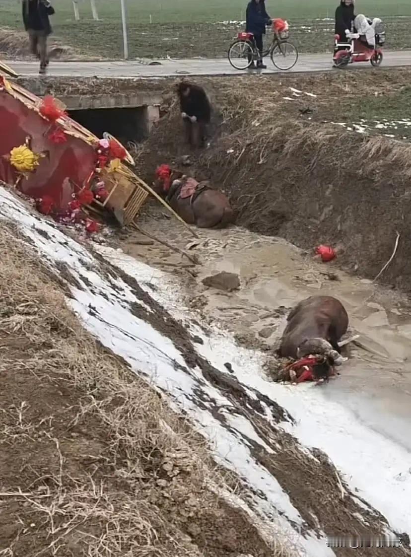 河南小两口结婚坐马车，也不知道是怎么搞的，居然连车带马带人翻到沟里去了，有人认为