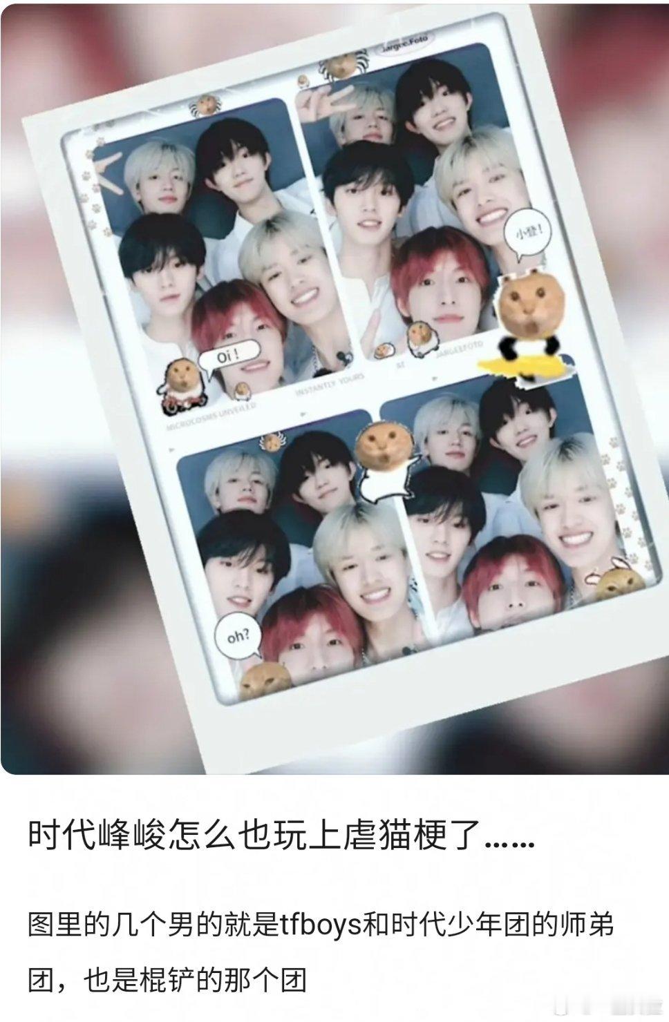 这只猫真的好惨已经去世了生前的照片还被玩烂梗。。