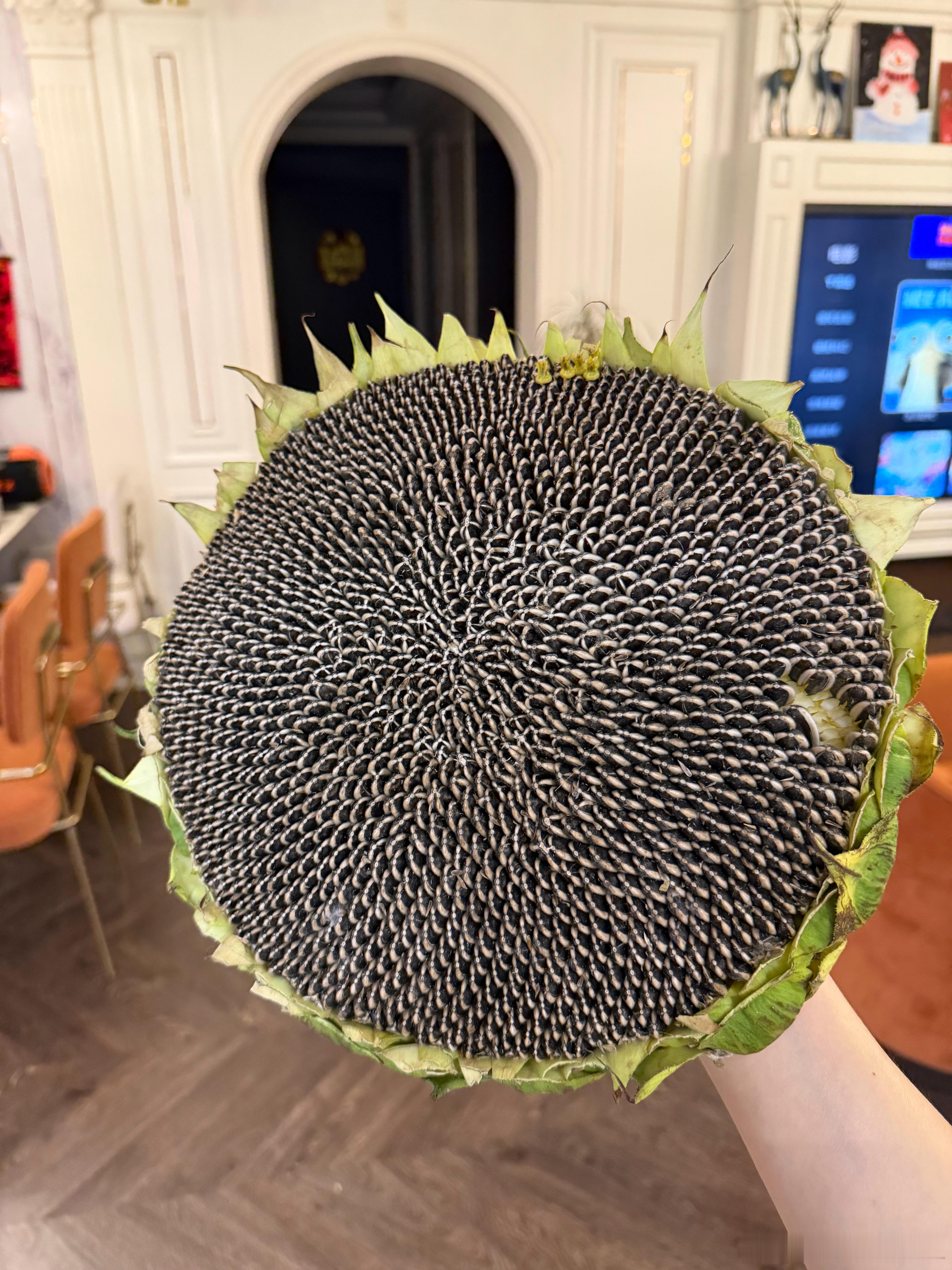 买了棵葵花盘。秋秋惊呆了，反复跟我确认这不是假的吧？接下来剥瓜籽儿的活儿交给她，