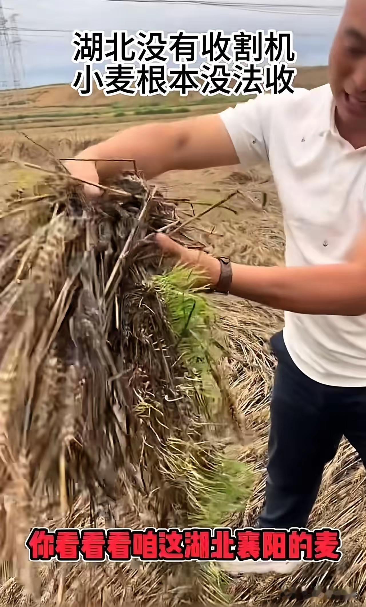 一大早起来，刷新闻，看到湖北襄阳的割四赔五事件，影响了湖北其它地方的麦收，倍感心